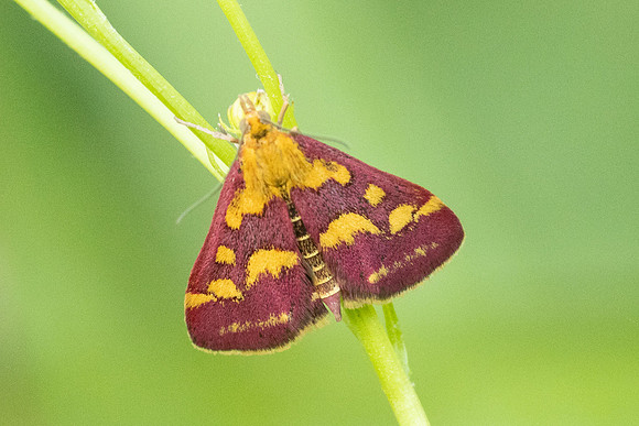 Pyrausta purpuralis-8969  - Roissy en Brie - 9/08/25