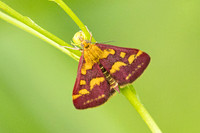 Pyrausta purpuralis-8965  - Roissy en Brie - 9/08/25