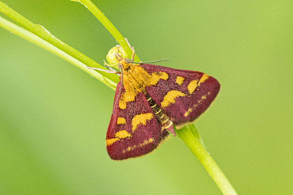 Pyrausta purpuralis-8965  - Roissy en Brie - 9/08/25