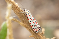 Utetheisa pulchella-9179 - Aix en Provence - 28/08/25