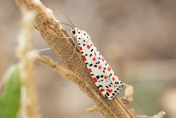Utetheisa pulchella-9179 - Aix en Provence - 28/08/25