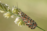 Utetheisa pulchella-8675 - Le Beausset - 4/06/25