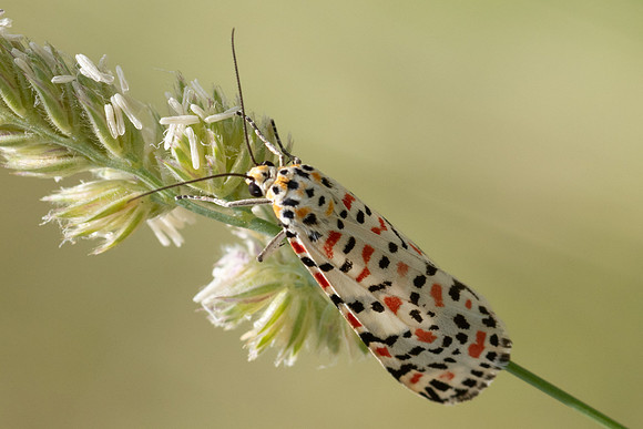 Utetheisa pulchella-8675 - Le Beausset - 4/06/25