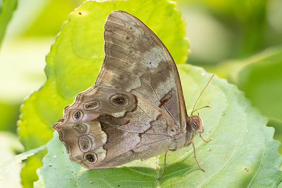 Lethe chandica-2656 - Chiang Dao - 18/03/24