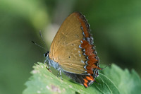 Heliophorus epicles-9432 - Chiang Dao - 14/11/23