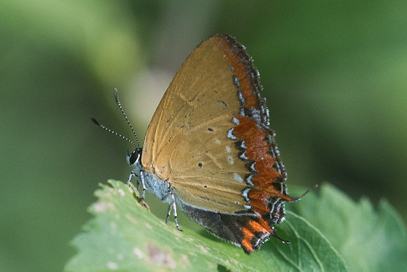 Heliophorus epicles-9432 - Chiang Dao - 14/11/23