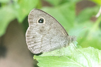 Ypthima sp-8158 - Chiang Dao - 11/03/23