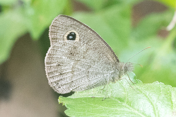 Ypthima sp-8158 - Chiang Dao - 11/03/23