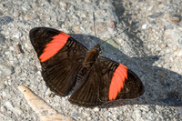 Adelpha lycorias