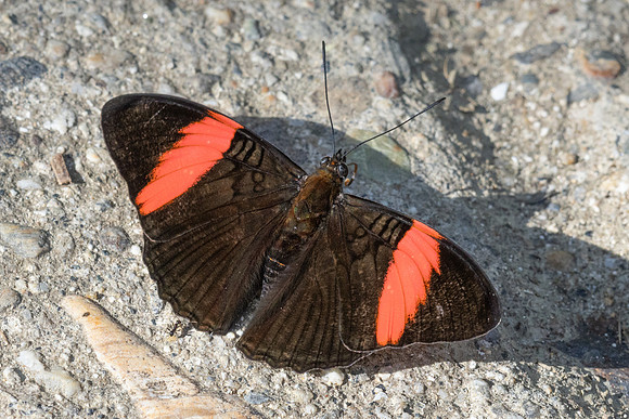 Adelpha lycoria-4266  - Minca - 18/07/25