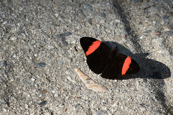 Adelpha lycoria-4265