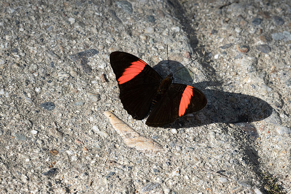 Adelpha lycoria-4267  - Minca - 18/07/25