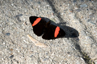 Adelpha lycoria-4269  - Minca - 18/07/25