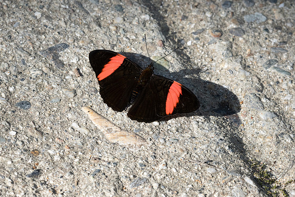 Adelpha lycoria-4269  - Minca - 18/07/25