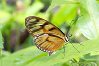 Athesis clearista-6736