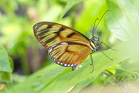 Athesis clearista-6740 - Bucaramanga - 25/07/25