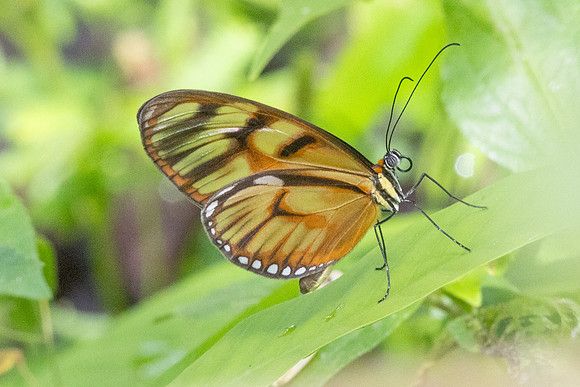 Athesis clearista-6740 - Bucaramanga - 25/07/25