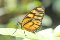 Athesis clearista-6747 - Bucaramanga - 25/07/25