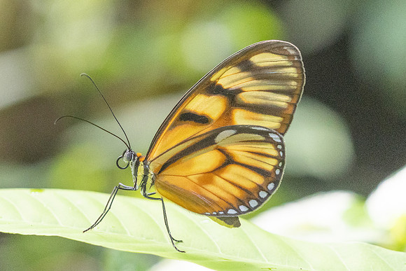 Athesis clearista-6747 - Bucaramanga - 25/07/25