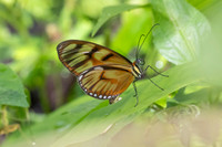 Athesis clearista-6739 - Bucaramanga - 25/07/25