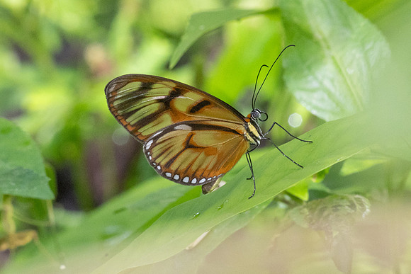 Athesis clearista-6739 - Bucaramanga - 25/07/25