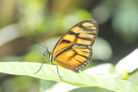 Athesis clearista-6748 - Bucaramanga - 25/07/25