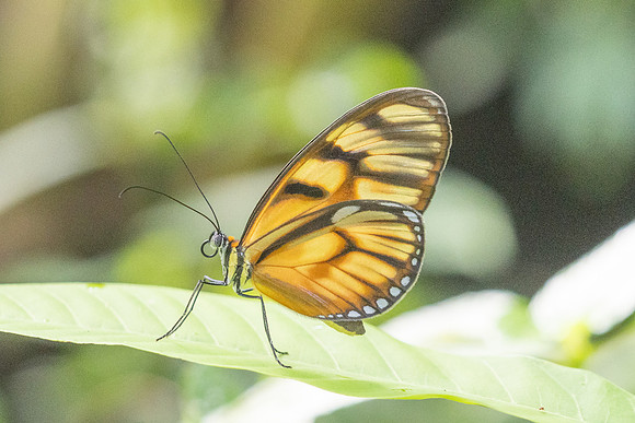 Athesis clearista-6748 - Bucaramanga - 25/07/25