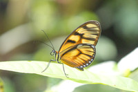 Athesis clearista-6752 - Bucaramanga - 25/07/25