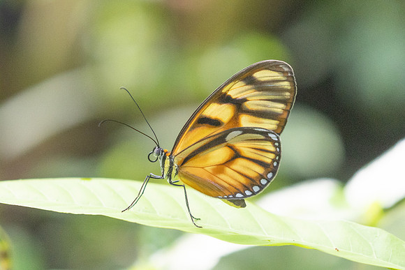 Athesis clearista-6752 - Bucaramanga - 25/07/25