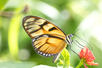 Athesis clearista-6782 - Bucaramanga - 25/07/25