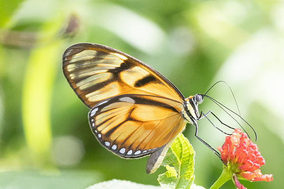 Athesis clearista-6782 - Bucaramanga - 25/07/25