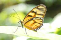 Athesis clearista-6758 - Bucaramanga - 25/07/25