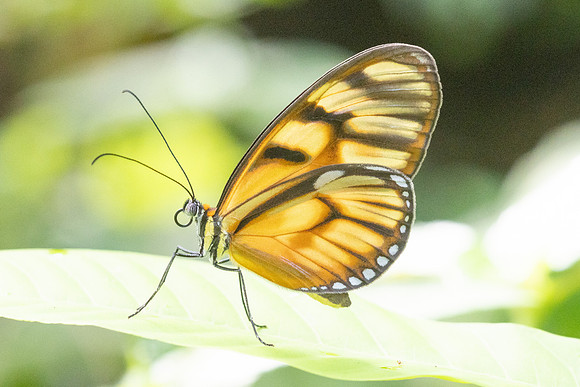 Athesis clearista-6758 - Bucaramanga - 25/07/25