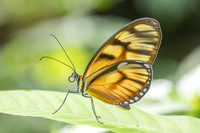 Athesis clearista-6761 - Bucaramanga - 25/07/25