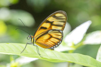 Athesis clearista-6774 - Bucaramanga - 25/07/25