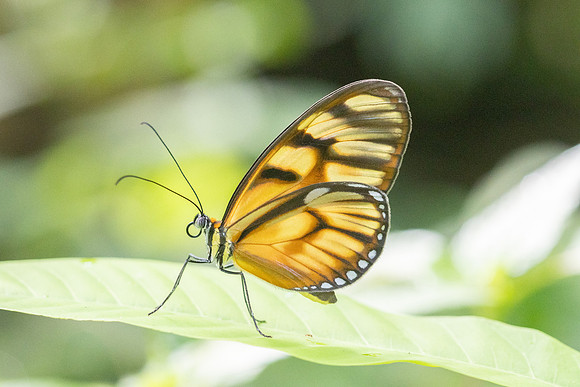 Athesis clearista-6762 - Bucaramanga - 25/07/25