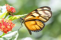 Athesis clearista-6790 - Bucaramanga - 25/07/25