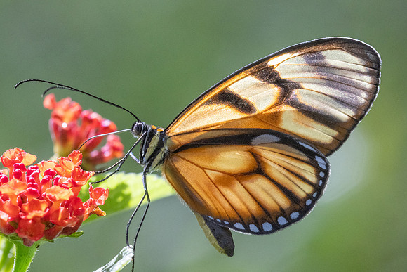Athesis clearista-6797 - Bucaramanga - 25/07/25
