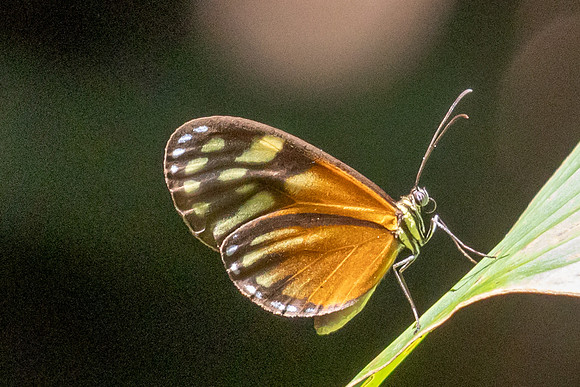 Pteronymia picta-6918