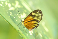 Pteronymia picta-6921