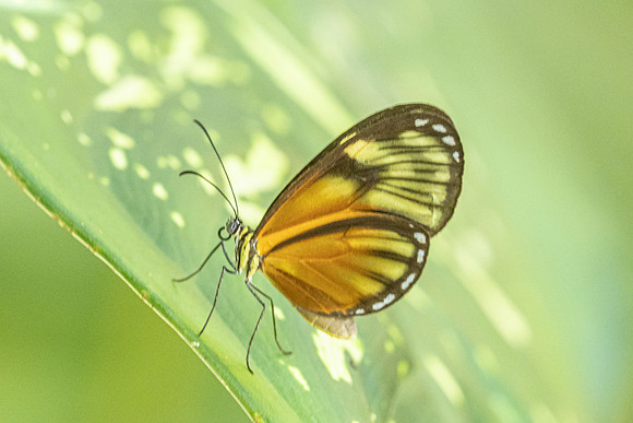 Pteronymia picta-6921