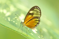 Pteronymia picta-6925