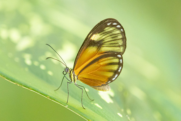 Pteronymia picta-6925