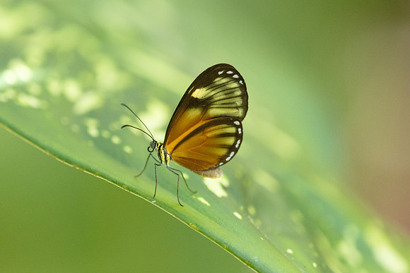 Pteronymia picta-6924