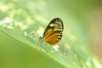 Pteronymia picta-6923