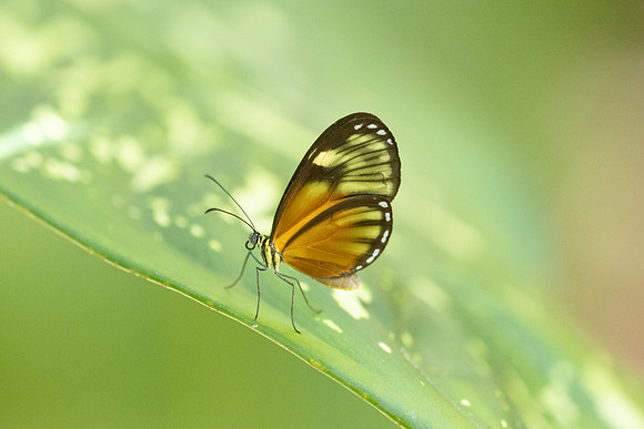 Pteronymia picta-6923