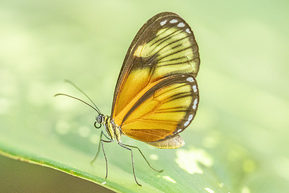 Pteronymia picta-6937