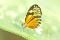 Pteronymia picta-6941