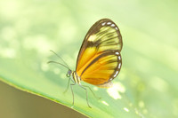 Pteronymia picta-6942
