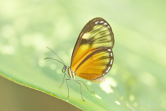Pteronymia picta-6942